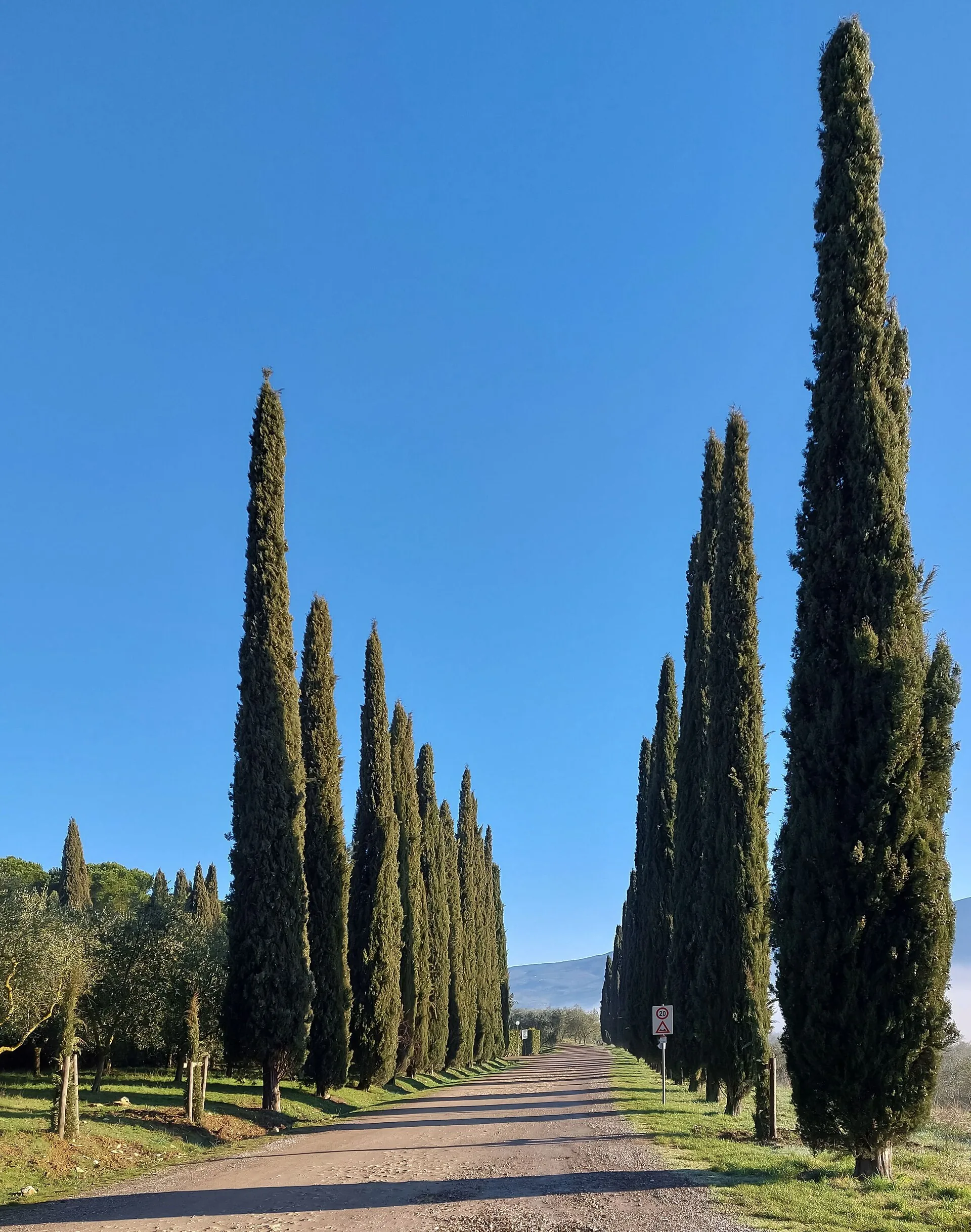 Un viale di cipressi nella campagna toscana