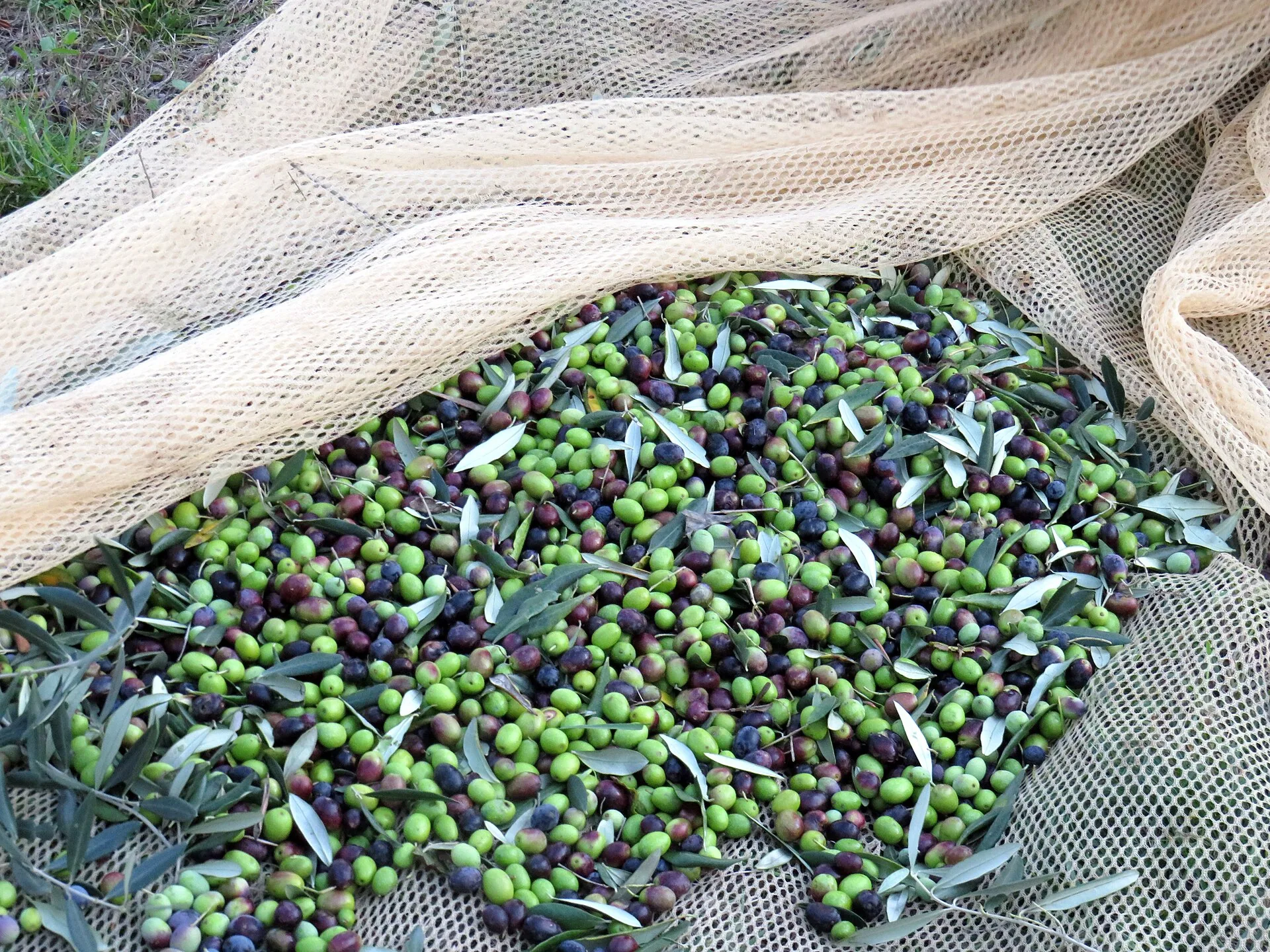 La raccolta delle olive sulle reti
