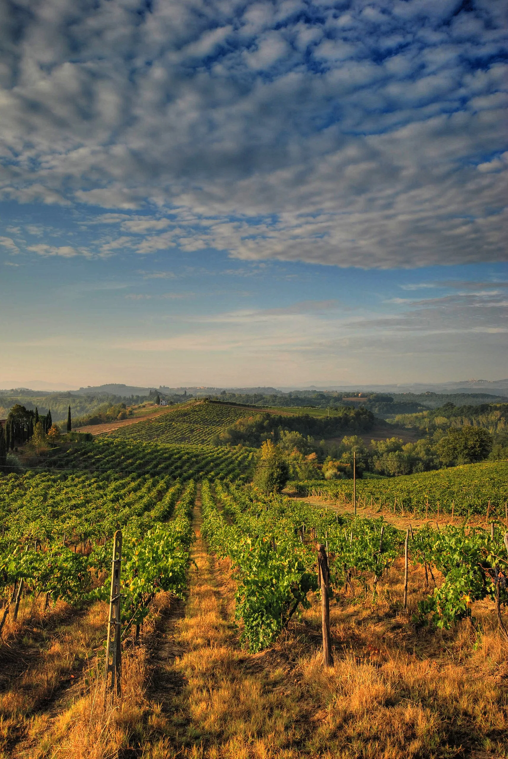 Un vigneto toscano nei colori dell'autunno